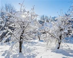 Зимняя пересадка деревьев