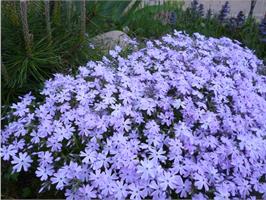 Флоксы весной, летом и осенью