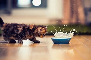 Можно ли котенку молоко? 