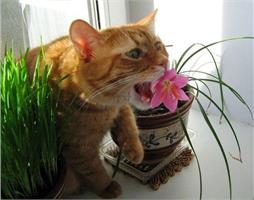 Что делать, если кот ест цветы