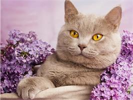 Тагильские кошки уже оценили немецкое меню! 