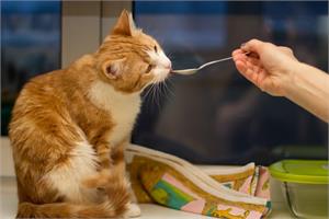 Как правильно кормить кошку?