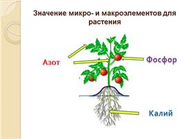 Минеральное питание для богатого урожая!