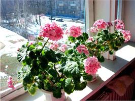 Заботы цветовода в декабре - январе!