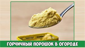 Порошок горчицы может помочь нам на огороде