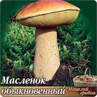 Сеем грибы на даче