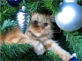 10 способов отвадить кошку от новогодней ёлки!