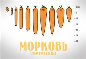 Сортотипы моркови