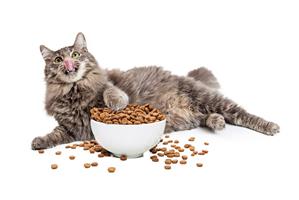 Leonardo Cat Food – линия кошачьих кормов супер-премиу