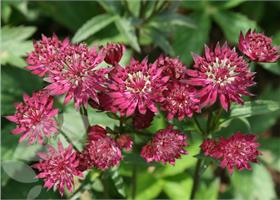  Астранция крупная (Astrantia) major Venice