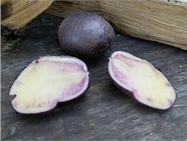 Цветной картофель Гурман 