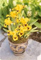Прекрасный  Ирис карликовый Eyebright