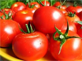 Представляем в нашем магазине новые сверхпродуктивные томаты!