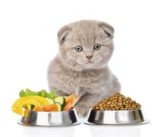 Как правильно кормить кошку?