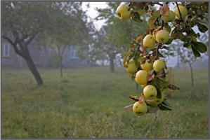 Как оживить старую яблоню 
