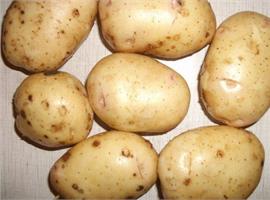 Устойчивый к болезням картофель семенной Невский