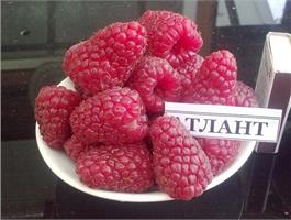Отличный выносливый сорт ремонтантной малины АТЛАНТ