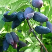 Жимолость Маша с вкусными сладкими ягодами