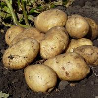 Раннеспелый и урожайный картофель Каратоп