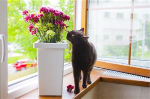 Кошка ест цветы, что делать?