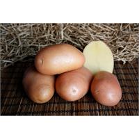 Бесподобный картофель Ажур. 