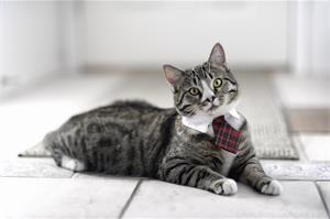 В продаже корма для кошек - ЛЕОНАРДО! 