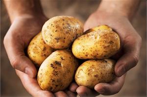 В продаже семенной картофель!