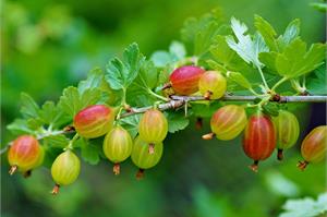 15 кг крыжовника с куста? Нет проблем! 