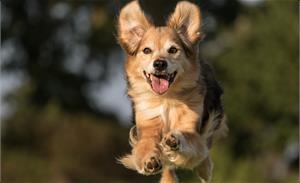 Виды кормов для домашних питомцев!