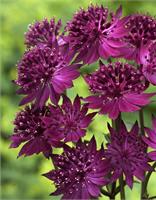 Астранция крупная (Astrantia) major Venice.