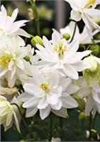Необычной красоты аквилегия  White Barlow