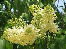 Желтая сирень  Primrose не оставит равнодушным