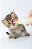 Можно ли котенку молоко?