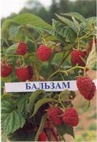 Зимостойкая и устойчивая к капризам погоды малина Бальзам