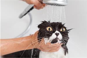 Как помыть кошку, если она боится воды?