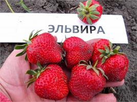 Земляника Эльвира - урожайный и устойчивый к грибкам сорт.  