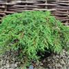 Можжевельник обыкновенный Green Carpet -  карликовый хвойный вечнозеленый кустарник