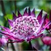 Астранция крупная (Astrantia) major Venice