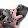 Как отучить котенка кусаться?