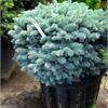 Ель колючая Glauca Globosa! 