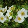 Лапчатка fruticosa Tilford Cream