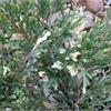 Можжевельник горизонтальный Andora Compacta Variegata