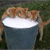 Можно ли котенку молоко? 