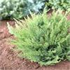Можжевельник казацкий Tamariscifolia