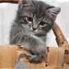 Как перевести котенка на сухой корм?