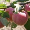 Яблоня Сладкая Нега с очень вкусными плодами