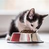 Leonardo Cat Food – линия кошачьих кормов супер-премиум класса! 
