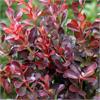 Барбарис тунберга Atropurpurea Nana - карликовый подушковидный кустарник