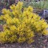 Сосна горная Carstens Wintergold