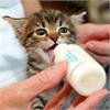 Как кормить котят, которых рано отлучили от матери?